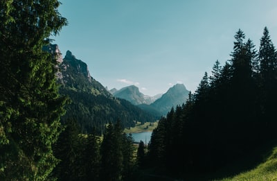 山前松树